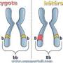 homozygote.jpeg