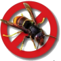 frelon_asiatique.png
